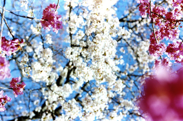 Test Pressing, Just Because, Dr Rob, Mika Ninagawa, Sakura, Hanami, Cherry Blossom, Tokyo, Japan, Photography, Art