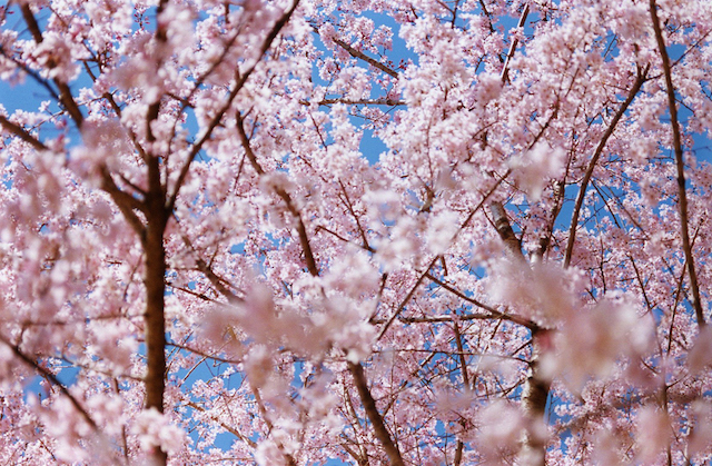 Test Pressing, Just Because, Dr Rob, Mika Ninagawa, Sakura, Hanami, Cherry Blossom, Tokyo, Japan, Photography, Art