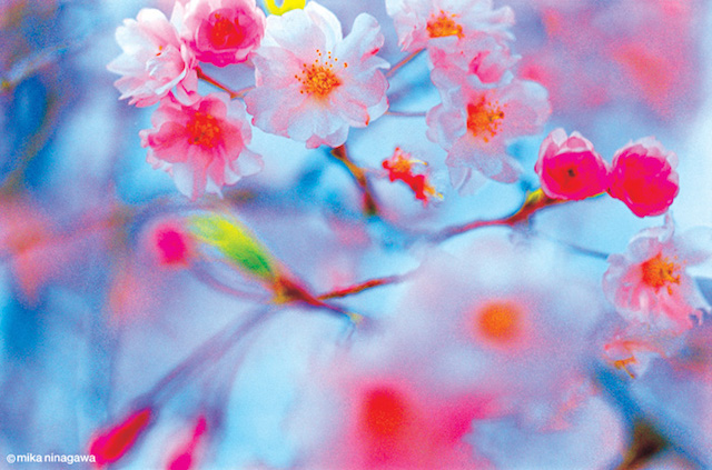 Test Pressing, Just Because, Dr Rob, Mika Ninagawa, Sakura, Hanami, Cherry Blossom, Tokyo, Japan, Photography, Art